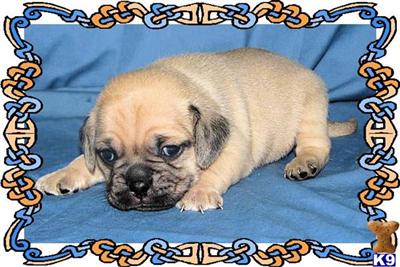 Puppies in KY